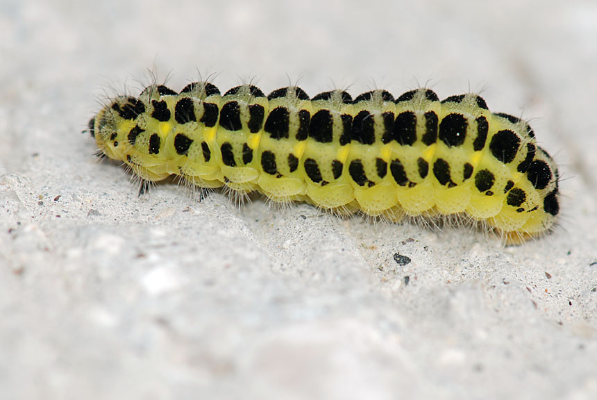 Bruco di Zygaena, quale?